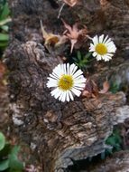 white floral blossom petal in Tree bark