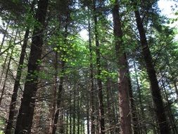 dense coniferous forest