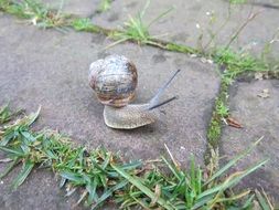 stunning snail animal