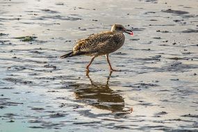 absolutely gorgeous seagull birds on coast