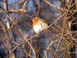 Robin bird on the branches