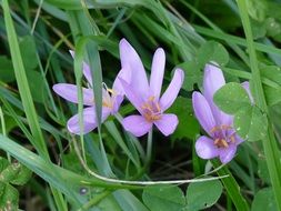 light purple flowers in a meadow among green grass