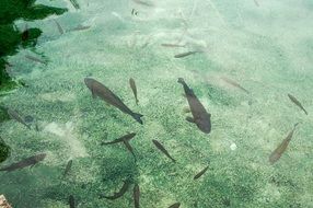 Fishes In The Water In Croatia