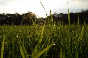 Sun rise over green grass, japan, hokkaido