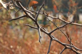 tree in autumn forest in blurred background