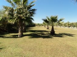 palm trees in a meadow in antalya