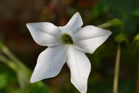 closeup photo of the white plant