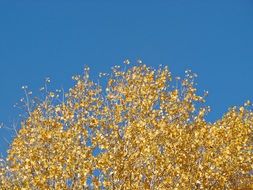 Beautiful, shiny yellow autumn leaves against blue sky