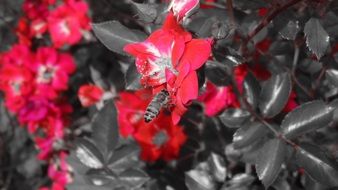 red-gray photo of a flowering rose hip and bee