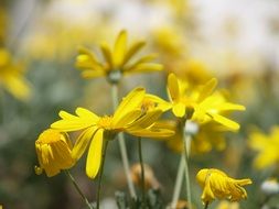 plants with bright yellow flowers close-up