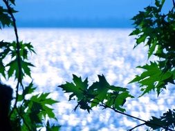 green maple leaves against a blue lake