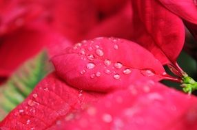 Macro photo of raindrops on a pink plants