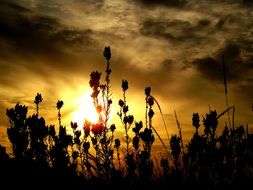 silhouettes of plants in the rays of the setting sun