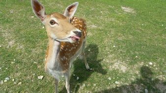 Photo of a young deer