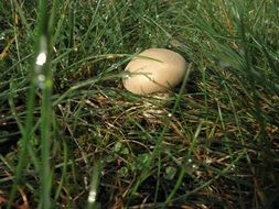 small meadow mushroom