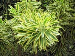 closeup picture of bush like a lush green plant