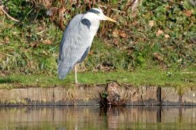 heron is standing on one leg on the bank of the pond