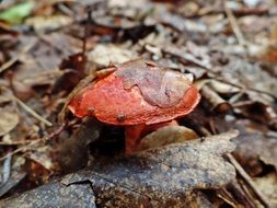 red toxic fungus and brown foliage