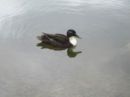 Beautiful and colorful duck with white neck on grey water