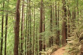 green forest trees on a slope