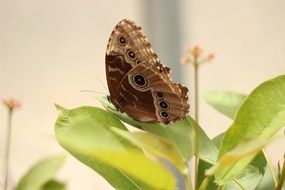 brown butterfly on green leaves close up