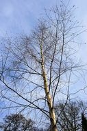 Bared birch tree nature sky blue scene