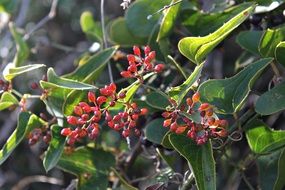 wild mountain plant