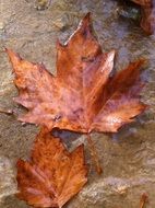 yellow autumn leaves on the stone