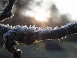 ice crystals on a tree branch