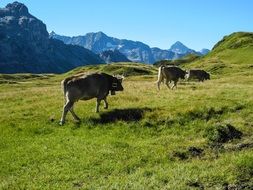cows in the mountains of Switzerland, melchseefrutt