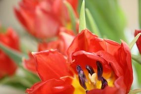 red tulip flowers close-up