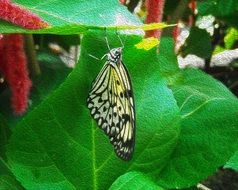 Green butterfly on the leaves