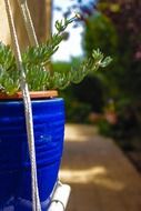 plant in a bright blue pot
