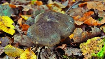 gray mushroom in the forest