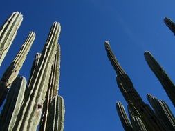 long desert cacti in Arizona