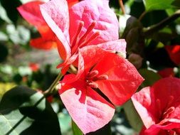 bright red flowers under the bright sun close up