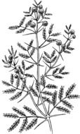 acacia tree leaf plant botany