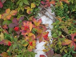 magnificent autumn berries