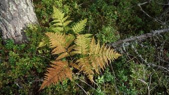 fern plan in autumn colors