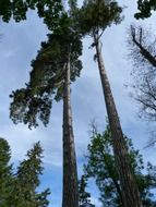 stunning trees nature