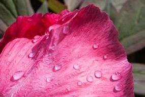 water drops on a pink flower petal