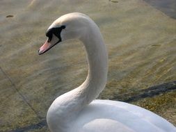 white swan on a background of water