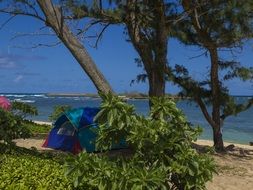 camping tent beneath tree at sea