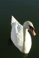 elegant White Swan on dark Water