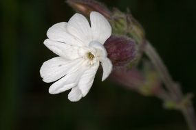 wild plant with white flower
