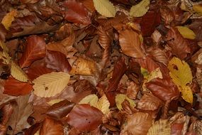 colorful fall leaves, background