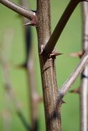 Dangerous thorns bush