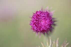 pretty thistle flowers