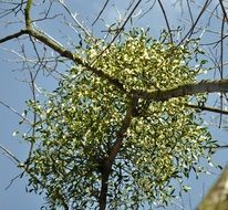 green bright mistletoe