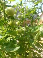 green tomatos garden